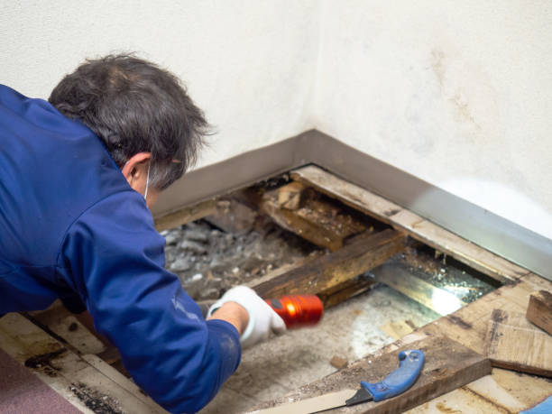 Best Mold Remediation Services  in Tariffville, CT