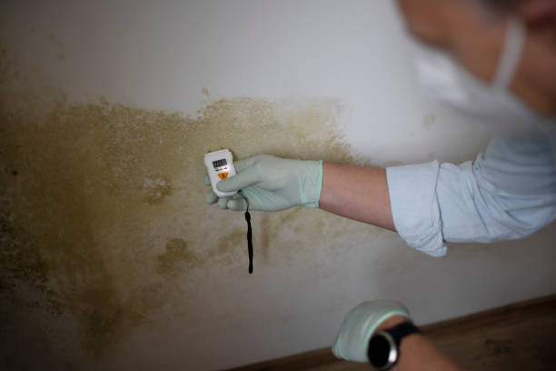 Best Certified Mold Removal  in Tariffville, CT