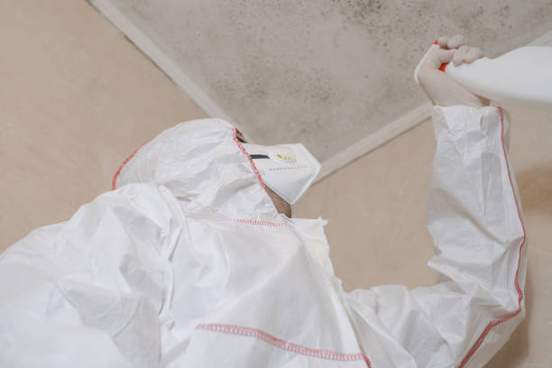 Home Mold Removal in Tariffville, CT
