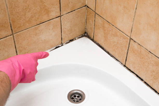 Best Professional Mold Removal  in Tariffville, CT